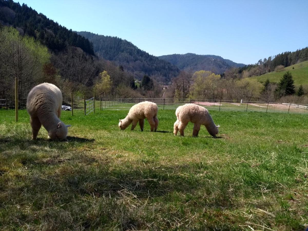 Ferienwohnungen Schwabenhof Schramberg Zewnętrze zdjęcie